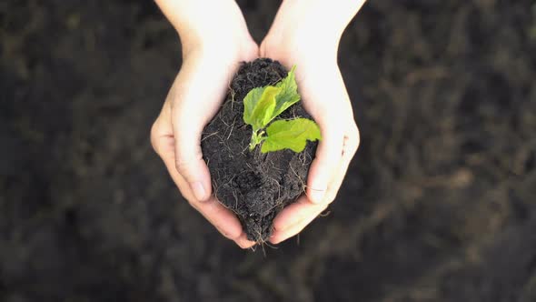 Hands Holding A Plant