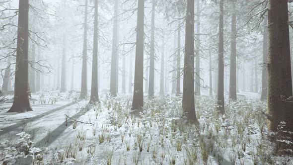 Frozen Winter Forest in the Fog