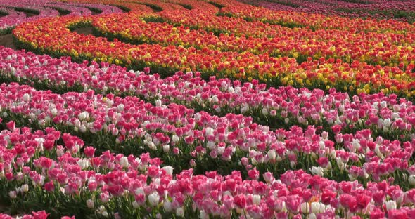 Tulips field in the Provence, Alpes de Haute Provence, France