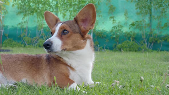 Corgi Dog Smile and Happy in Summer Sunny Day