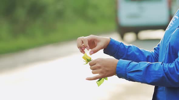 Female Hands Tearing off Petals of a Yellow Rose