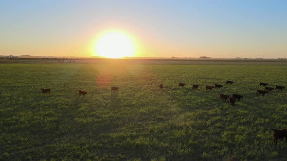 Aerial, herd of cows walking on an open field during beautiful golden sunset