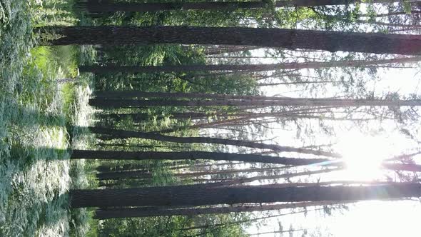 Vertical Video Aerial View Inside a Green Forest with Trees in Summer