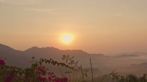 Morning Flowers On The Top Of The Hill.