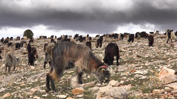 Herd of Scattered Mixed Color Goats Grazing on Mountain