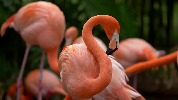 Pink Flamingo Staring with Interest, Standing Among Other Flamingos That Are Walking Around. Black