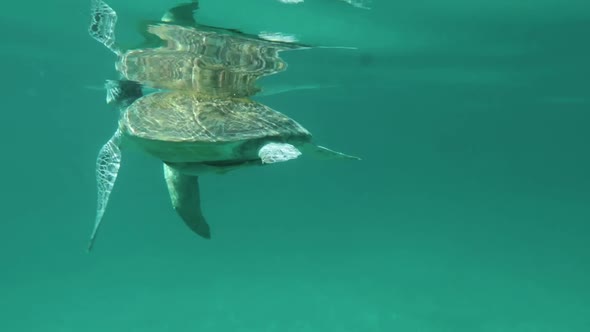 swimming with a big sea turtle - Philippines, Port Barton / German Island / turtle point