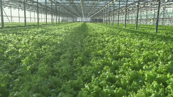 Sunny Day in a Greenhouse Growing Lettuce in Greenhouse Camera Movement Through Plants Sun Glare