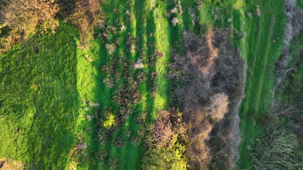 Juicy Grass Texture Aerial View 4 K