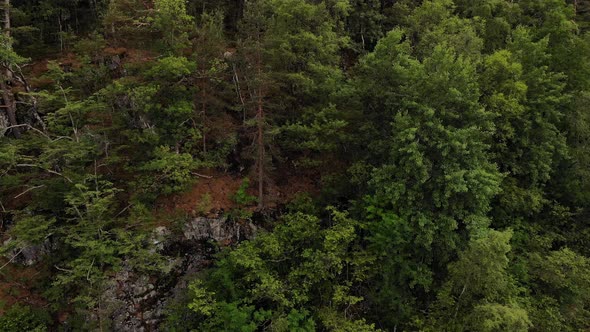 Summer Forest, Green Trees. Aerial View.