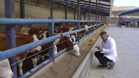 Veterinarian and calves.