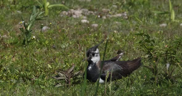 Lapwing Bird Vanellus vanellus Sitting In Grass Field