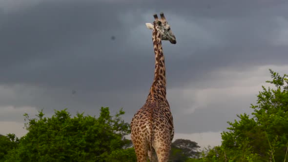 The amazing footage of the Giraffe in Nairobi national park