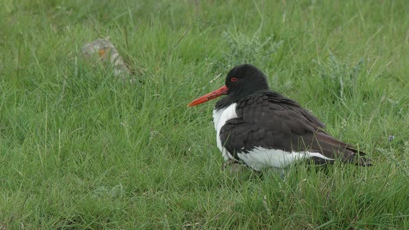 Oystercatcher brooding chicks under it's breast feathers on green pasture