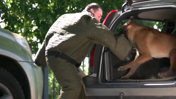 Dog in a Car Trunk Is Furiously Biting a Violator.