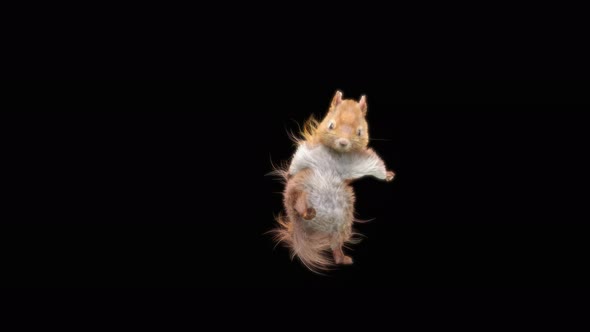 Squirrel Dancing 4K