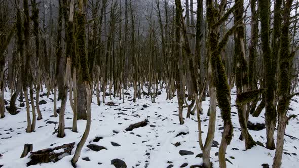 Boxwood Gene Forest