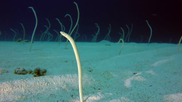 Underwater Beautiful Garden Eels with Music