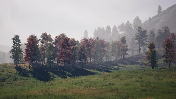 Pine Tree Forrest in the Montains