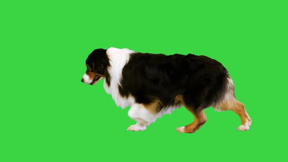 Cute Australian Shepherd Dog Walking on a Green Screen Chroma Key