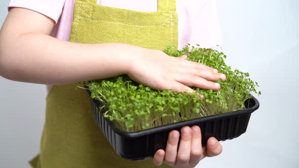 The Child Holds a Seedling of Micro Greens in His Hands and Examines the Sprouts