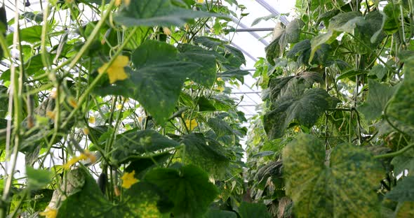 Cucumber Greenhouses