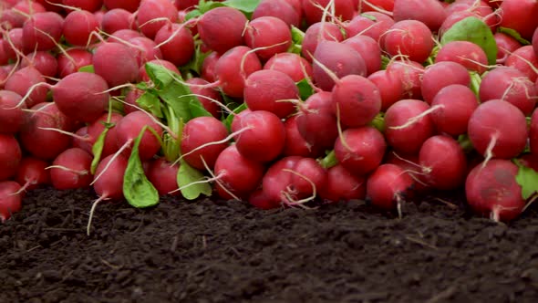 Panning shot of many harvested red radishes lying on soil on farm field - prores 422