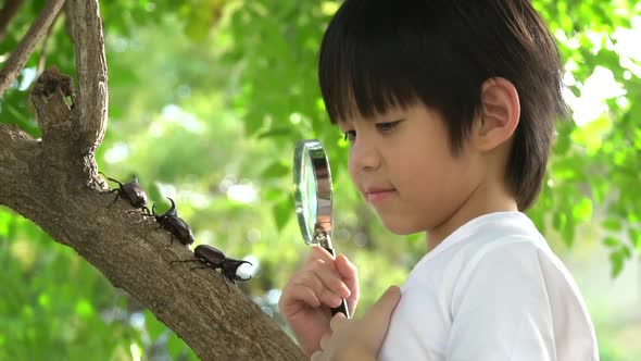 Cute Asian Child Looking Through A Magnifying Glass At A Rhinoceros Beetle In The Forest 
