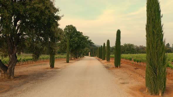 Road Is Surrounded By Vineyards