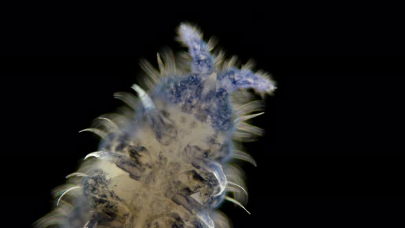 Insect Collembola Is a Subclass of Arthropoda Under a Microscope, Lives in Soil, Trees, Algae in a