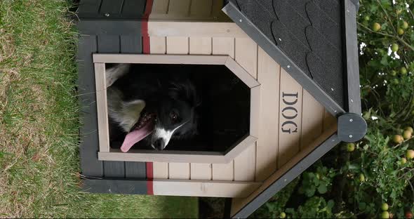 Border Collie Dog in its Dog House, male, Picardy in France, vertical video, Real Time 4K