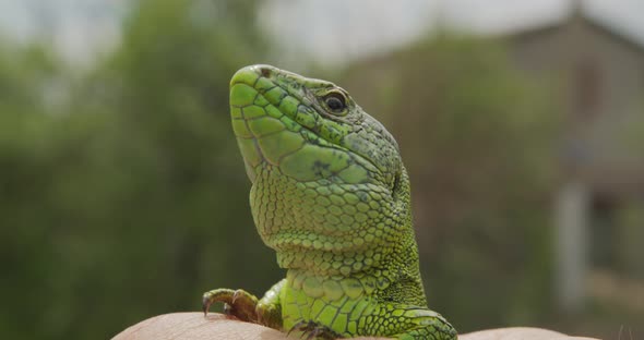 Wildlife Nature Lizard Close Up. Reptile. Reptile Eye. Lizard, Gecko Baby Lizard in Hand.