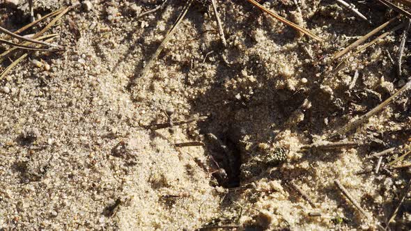 Black Ants Walk on the Sand Around Their Anthill