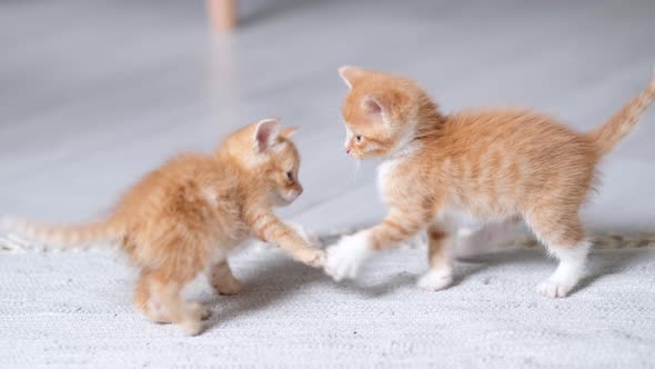 Two Little Red Ginger Striped Playful Kittens Playing at Home