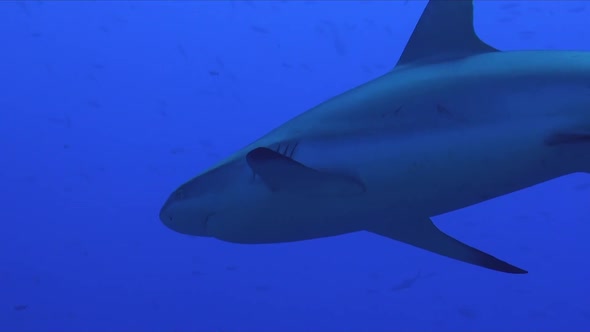 Grey reef shark passing close up from underneath