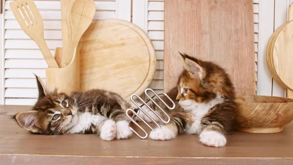 Cute Grey Kittens Playing on the Kitchen Table