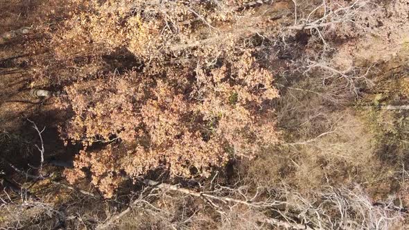 Vertical Video of a Forest with Many Trees in Autumn