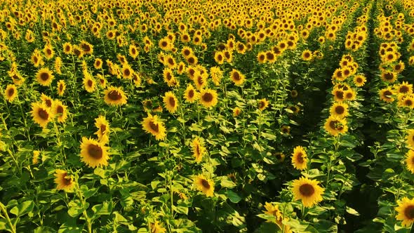 Huge Sunflowers Field