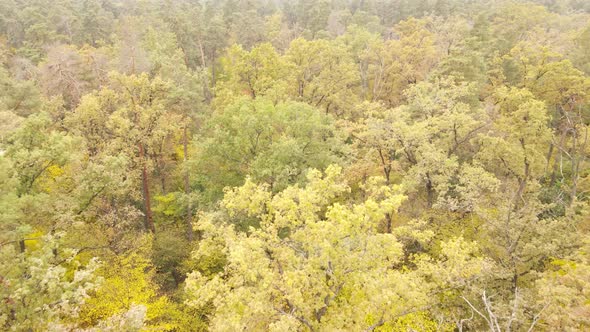 Forest with Trees in the Fall During the Day