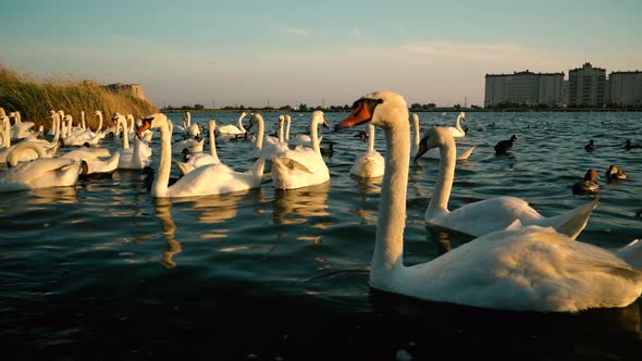 Swans in the City Lake