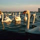 Swans in the City Lake - VideoHive Item for Sale