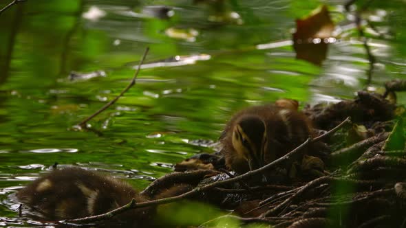 Little Baby Ducks In Lake