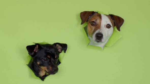 funny and funny dogs, jack russell and terrier, muzzles on a green background