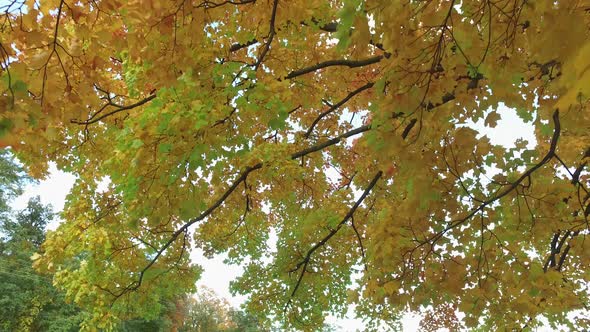 Branches with autumn foliage