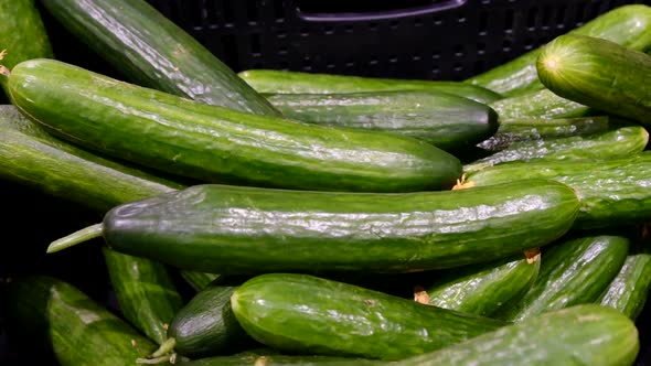 Beautiful Big Cucumbers on the Shelves in the Supermarket