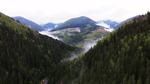 Ukraine, Carpathians: Forest Landscape. Aerial View