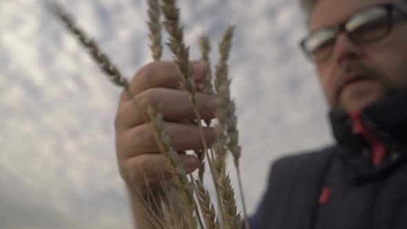 Farmer Works with a Computer Tablet in a Wheat Field at Sunset