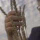 Farmer Works with a Computer Tablet in a Wheat Field at Sunset - VideoHive Item for Sale