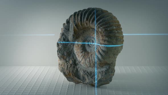 Ammonite Ancient Shell Fossil Being Scanned