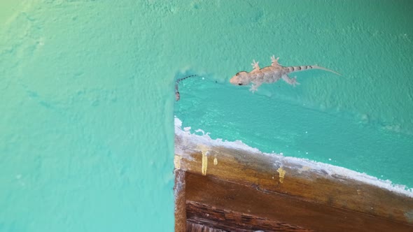 A Gecko Crawls on a Wall in a Tropical Bungalow at Night Africa Zanzibar